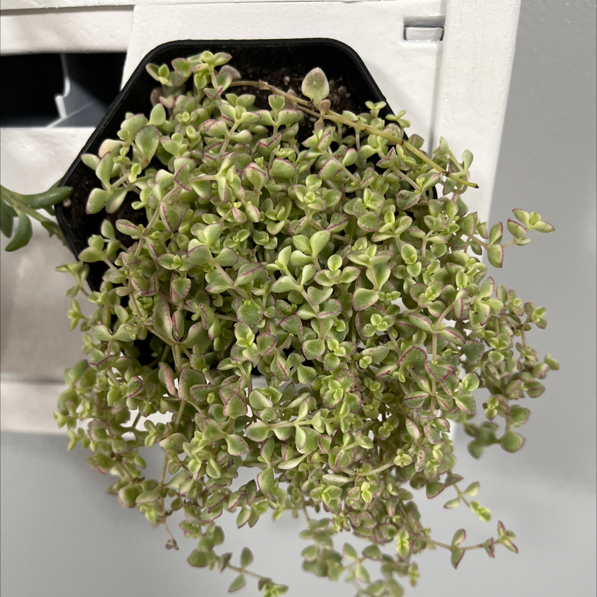 Sedum 'Little Missy' plant in a small pot with dense, healthy foliage.