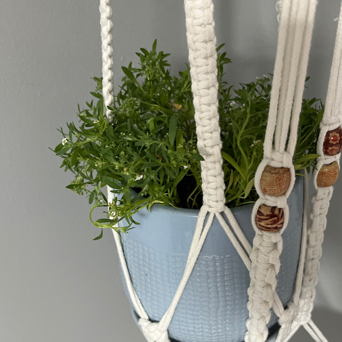 Healthy Sweet Alyssum plant with white flowers in a blue hanging planter, next to macrame hangers.