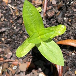 Common Zinnia plant