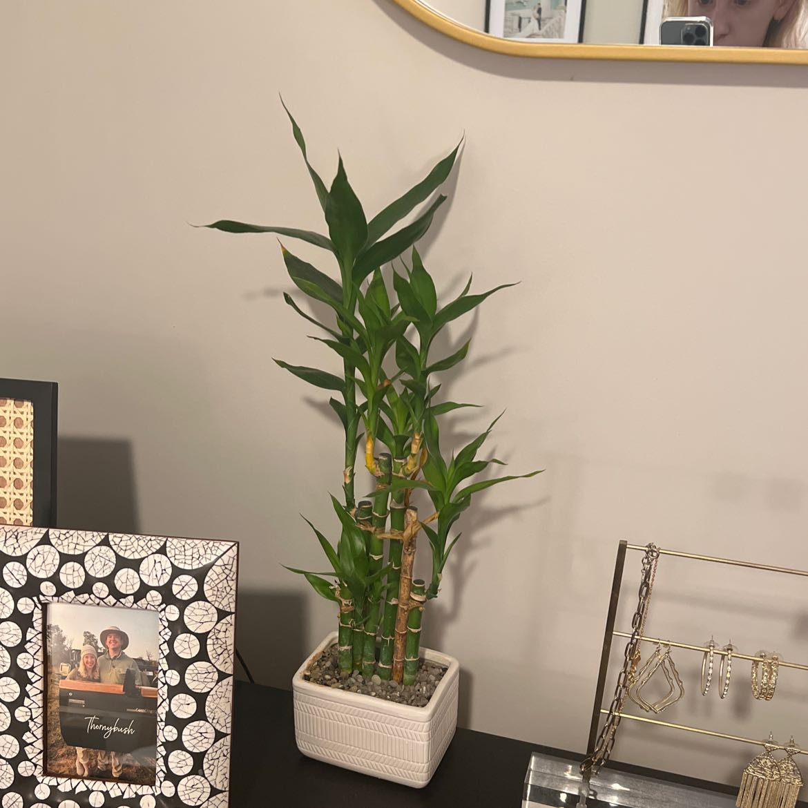 Potted Common Bamboo plant on a table with green leaves and stems, surrounded by decorative items.