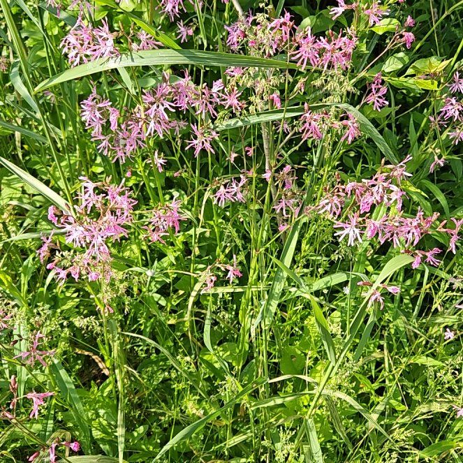 Photo of the plant species Pale Purple Coneflower by @YesPansy named Taylor Swift on Greg, the plant care app