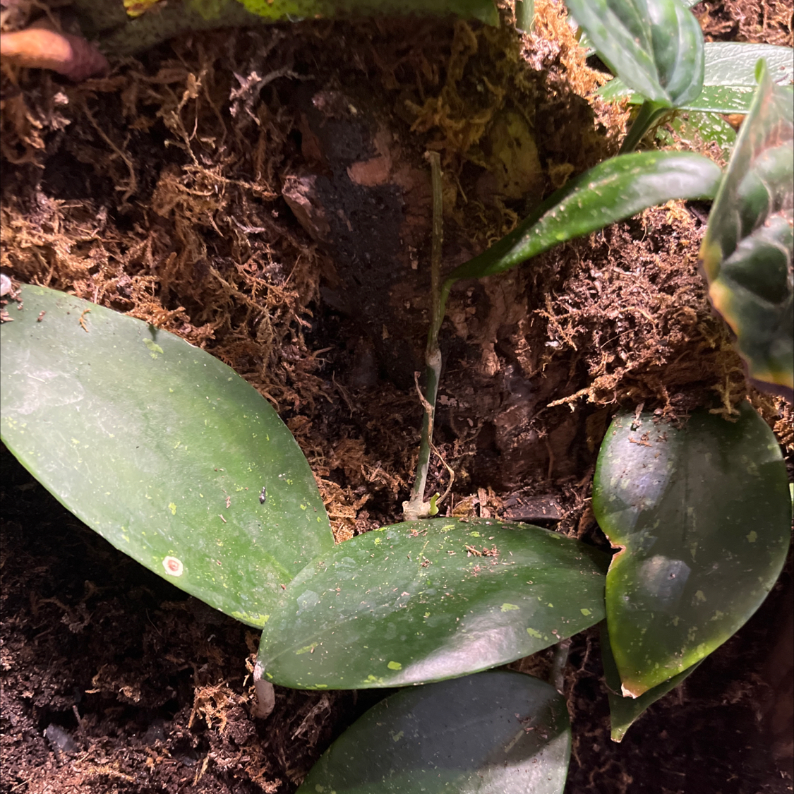 Photo of the plant species Hoya Red Buttons by @TriumphantPurei named Hoya Red Buttons on Greg, the plant care app