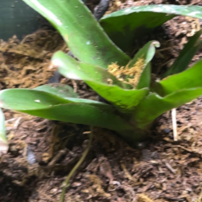 Photo of the plant species neoregelia tangerine by @TriumphantPurei named Bromeliad #2 on Greg, the plant care app