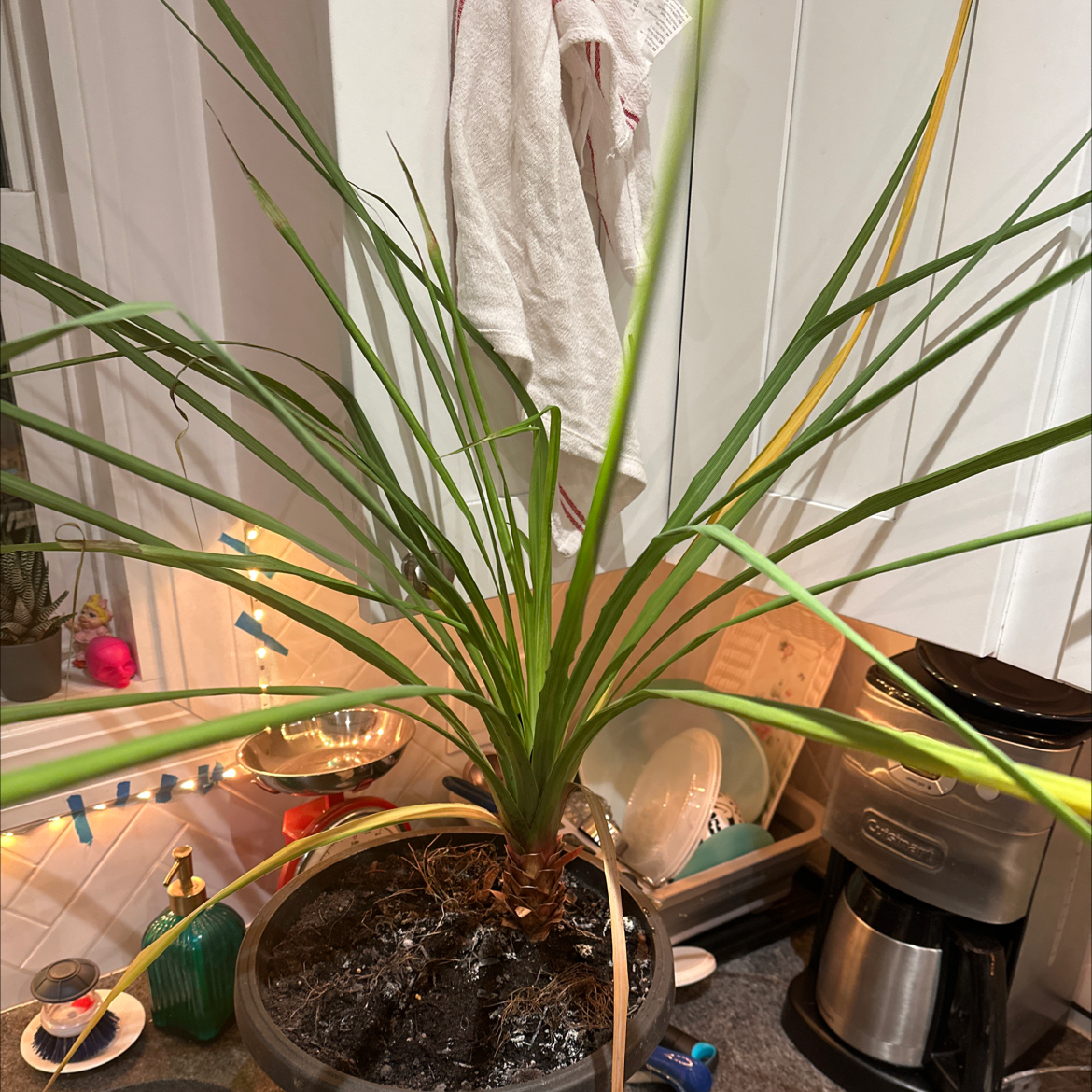 Photo of the plant species Palmiste Marron by @ExoticMistystar named Jimmie Tall Palm R on Greg, the plant care app