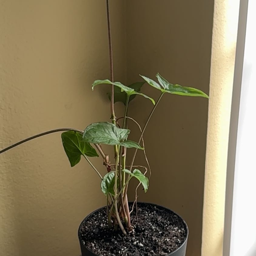 Photo of the plant species Syngonium Green by @wheresmichi named Lola on Greg, the plant care app