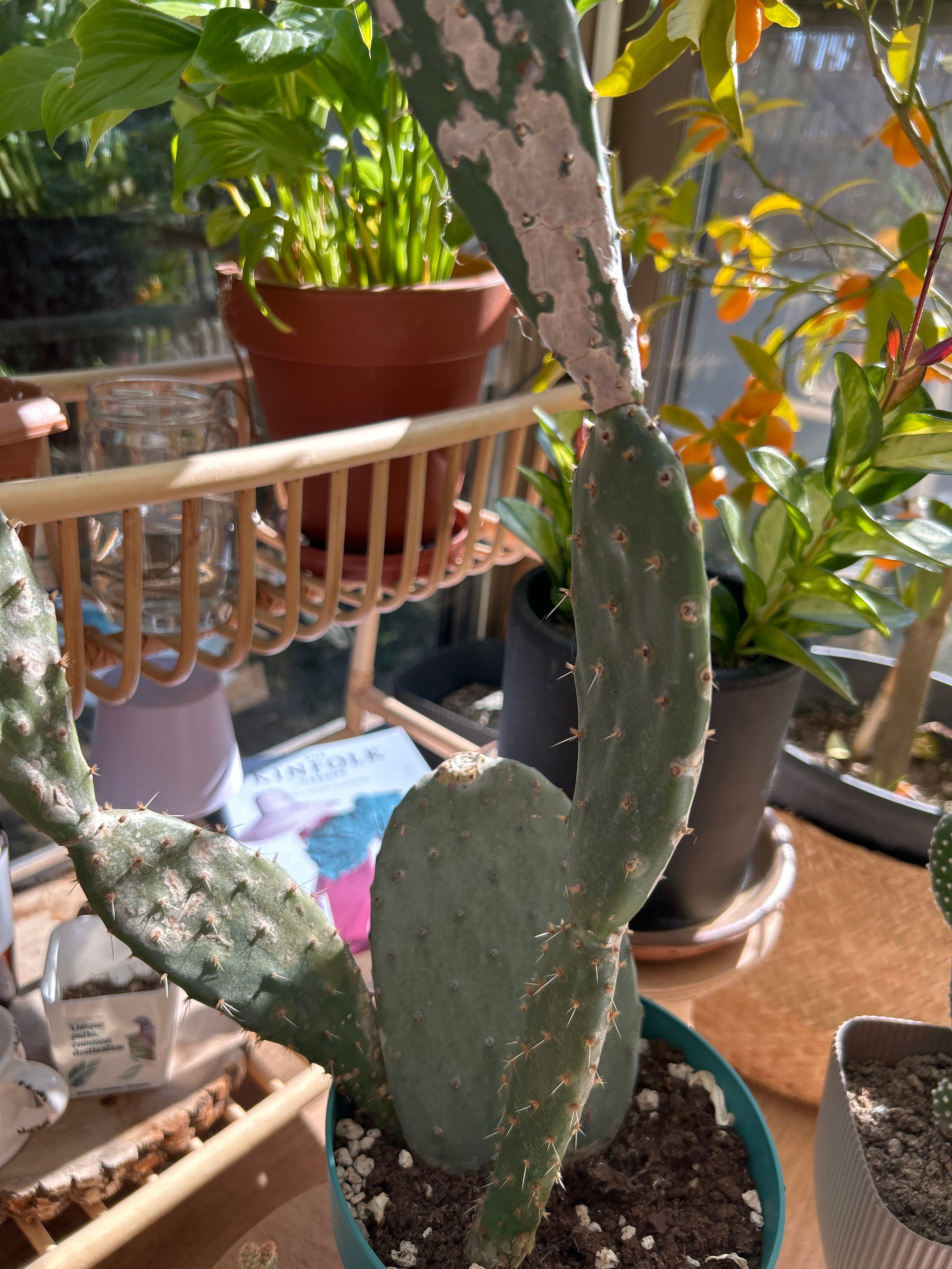 🌵 Barbary Fig Wilting? Here's What to Do