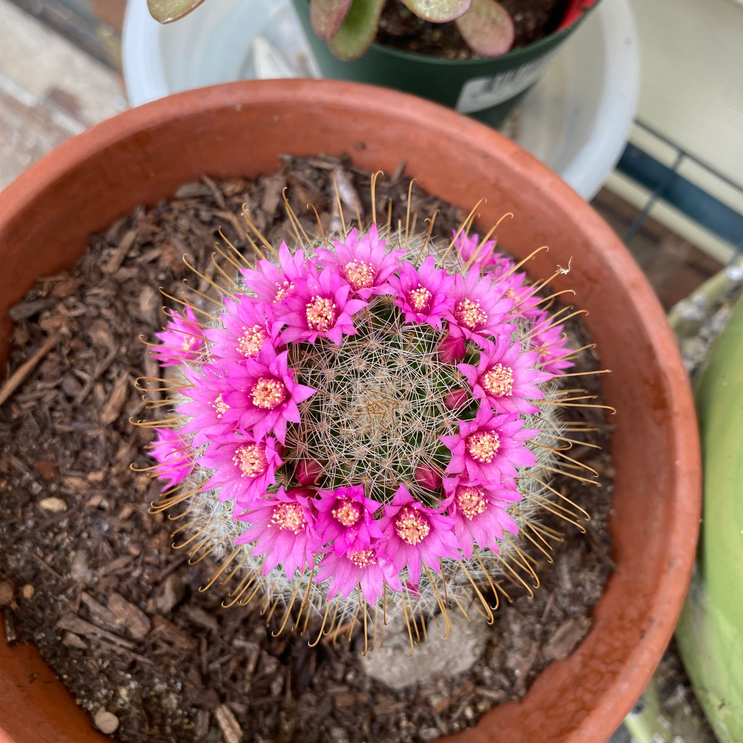 Photo of the plant species Mammillaria Haageana by @RadWoodavens named Cactus on Greg, the plant care app