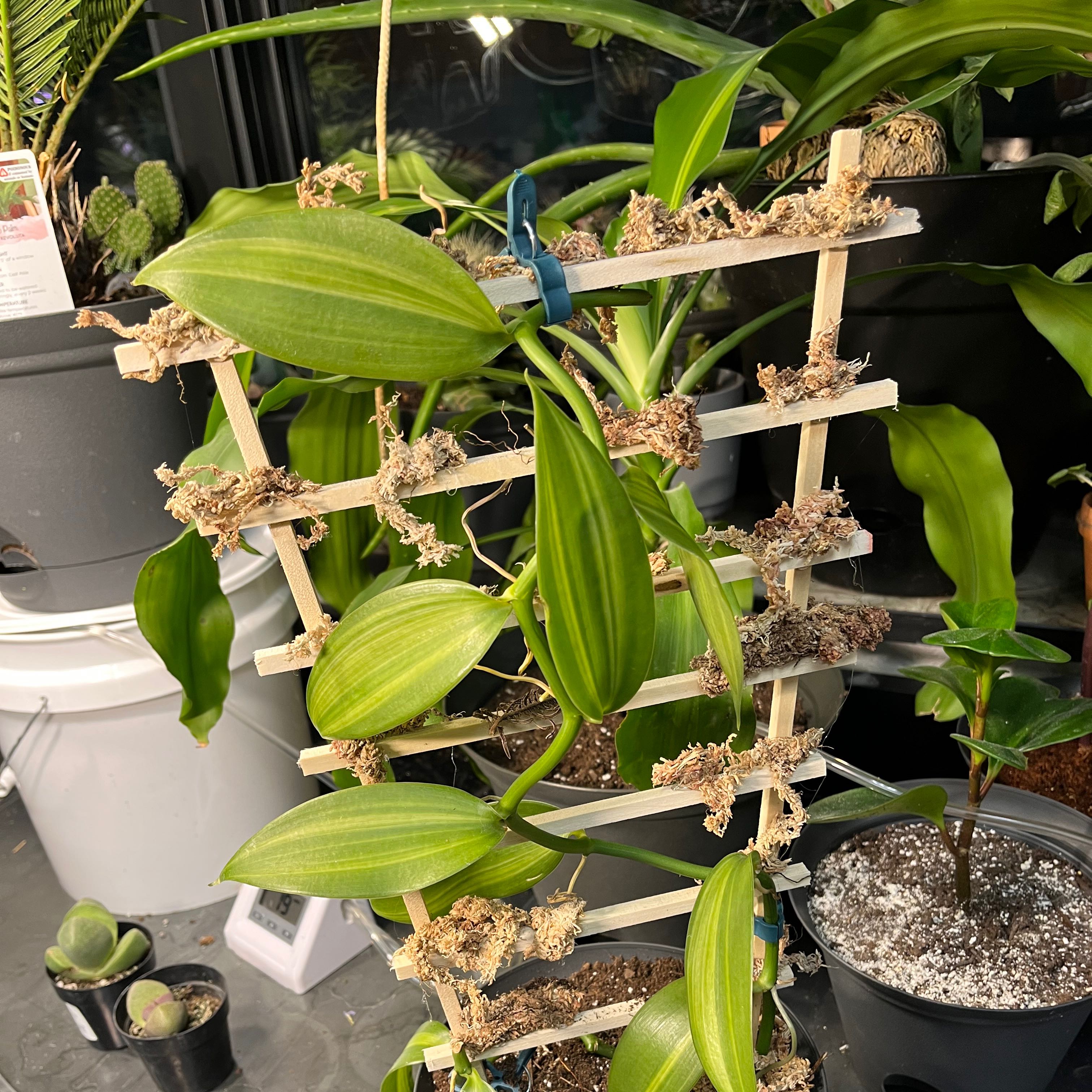 Flat Leafed Vanilla plant supported by a wooden trellis, with vibrant green leaves.