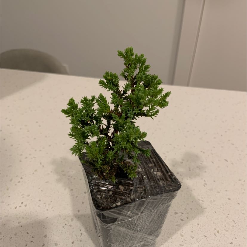 A healthy Blue Star Juniper plant in a plastic pot on a white surface.