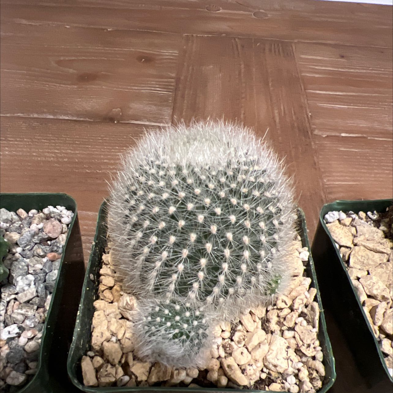 Orange Crown Cactus in a pot with rocky soil, healthy with white spines.