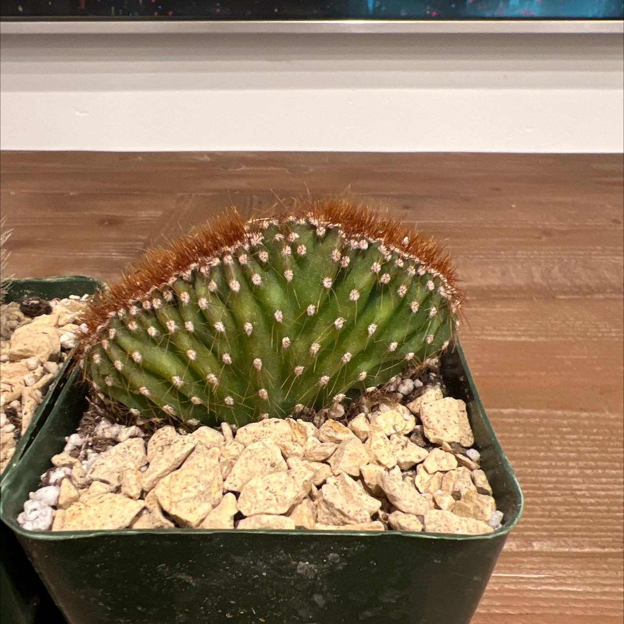 Photo of the plant species Clamshell Cactus by @VastPitayita named Peruvianis on Greg, the plant care app