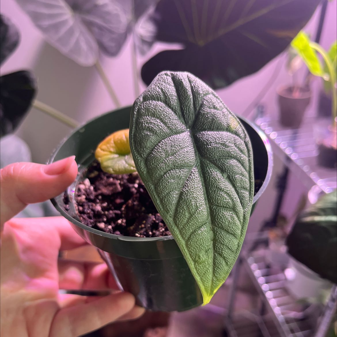 Potted Alocasia 'Rugosa' plant with textured leaves, some yellowing visible.