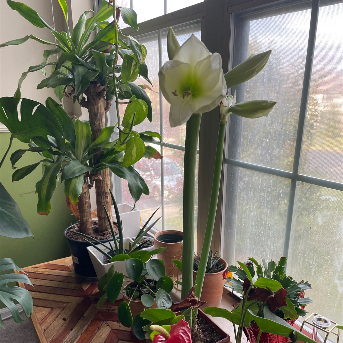 Amaryllis