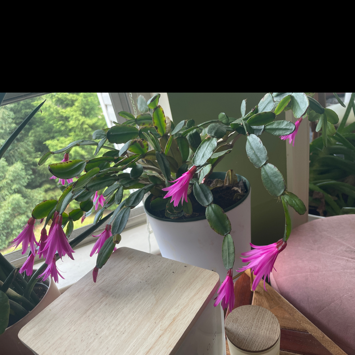 Photo of the plant species Easter Cactus by @Mindellah named Orlando Bloom on Greg, the plant care app
