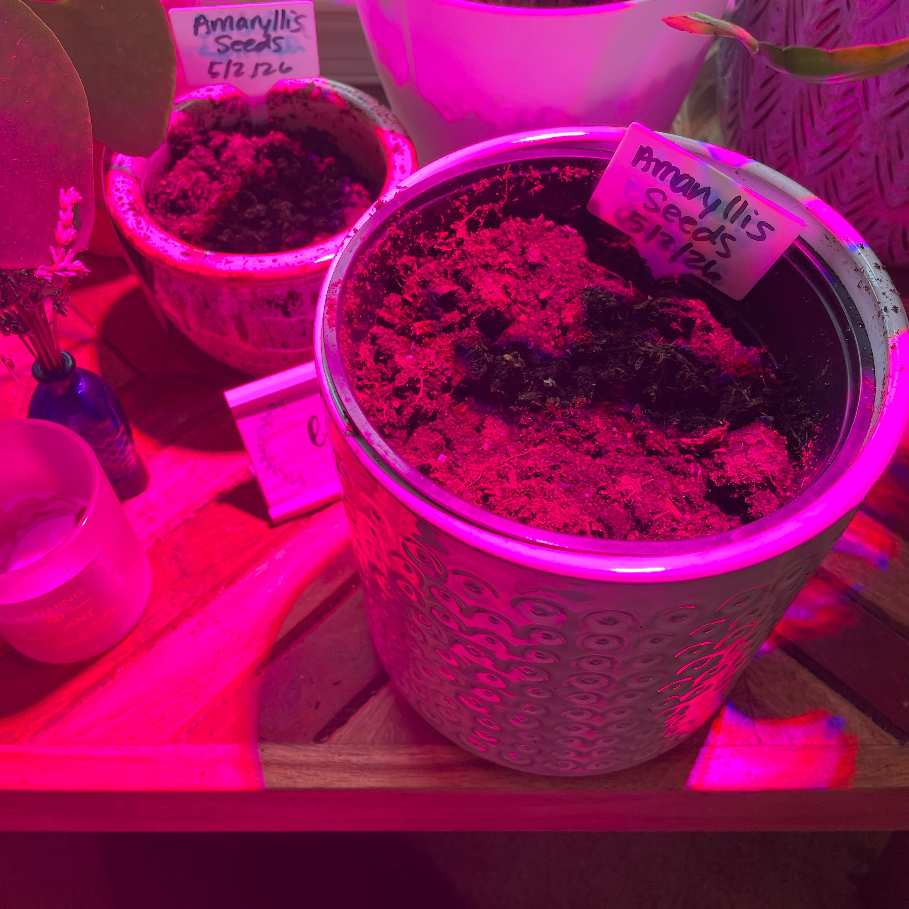 Photo of the plant species Amaryllis by @Mindellah named 3 amaryllis seeds planted on 5/3/26 on Greg, the plant care app
