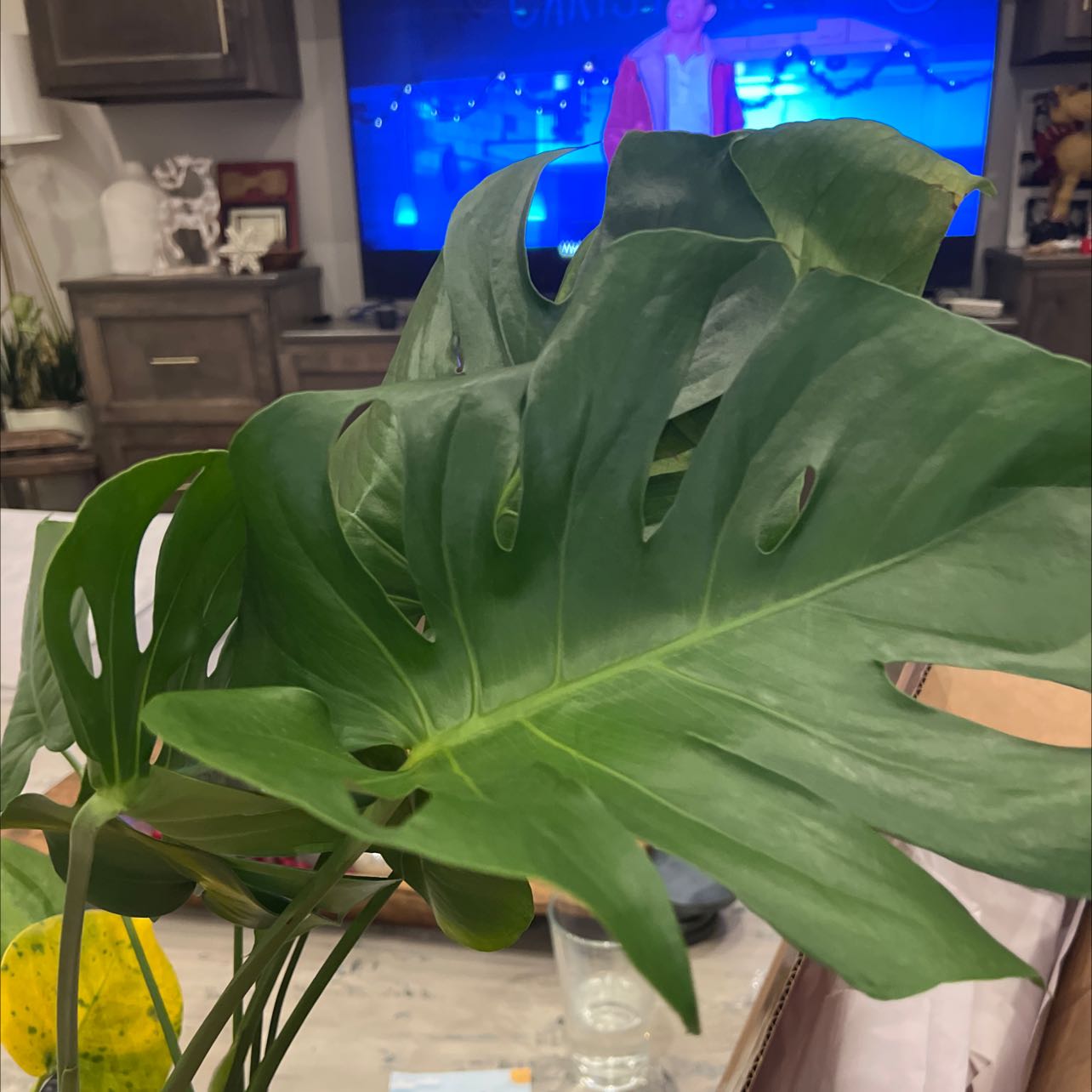 Your plant