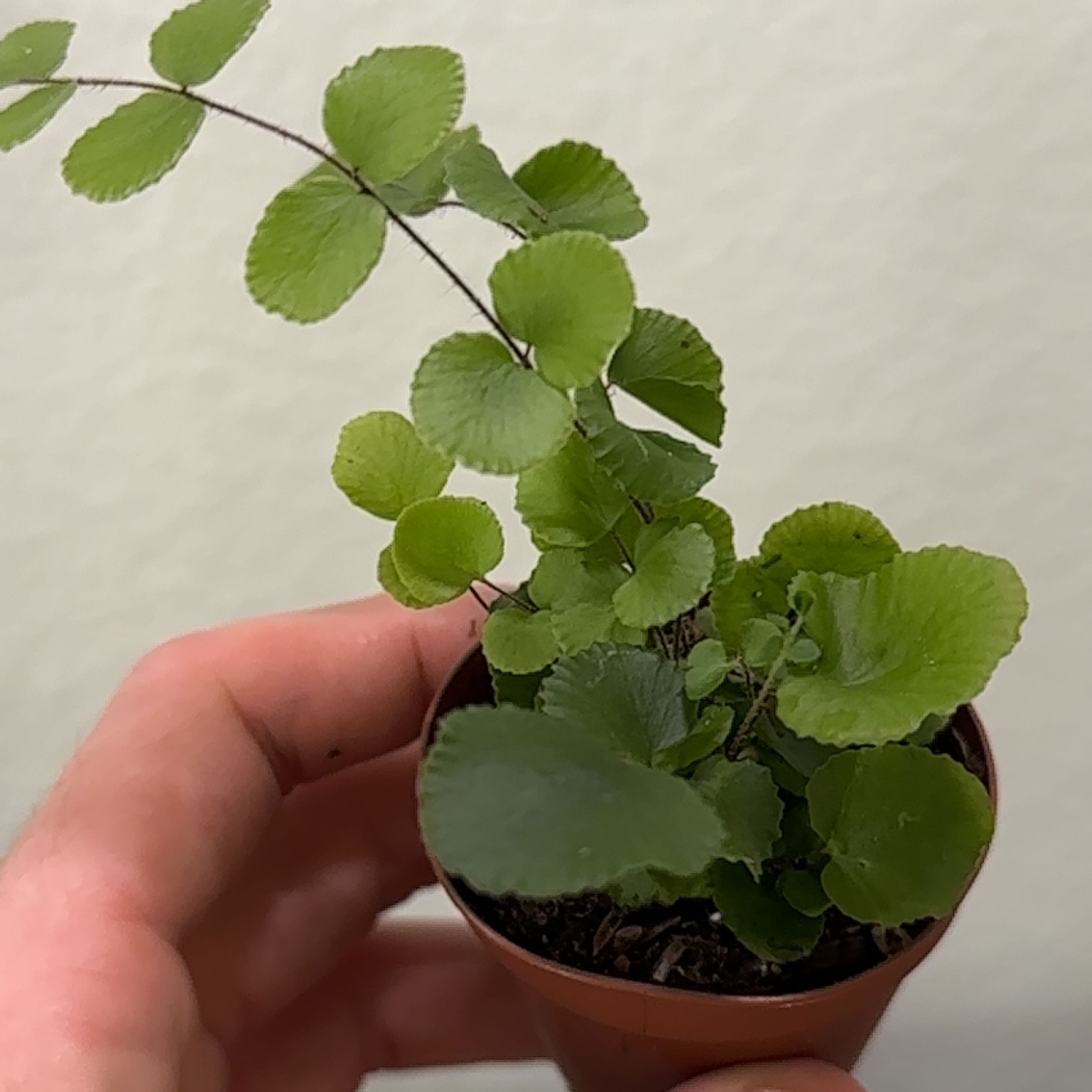 A healthy California Maidenhair Fern in a small pot, held by a hand.