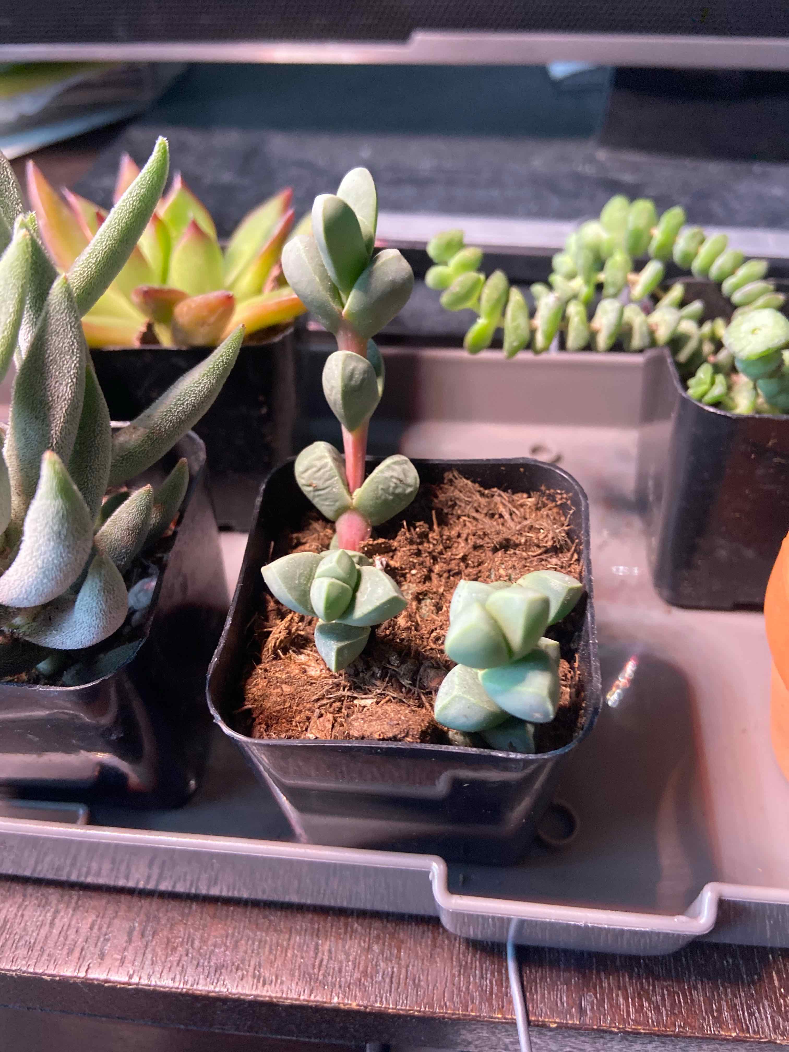 Image of a healthy Astridia velutina succulent in a small pot with visible soil.