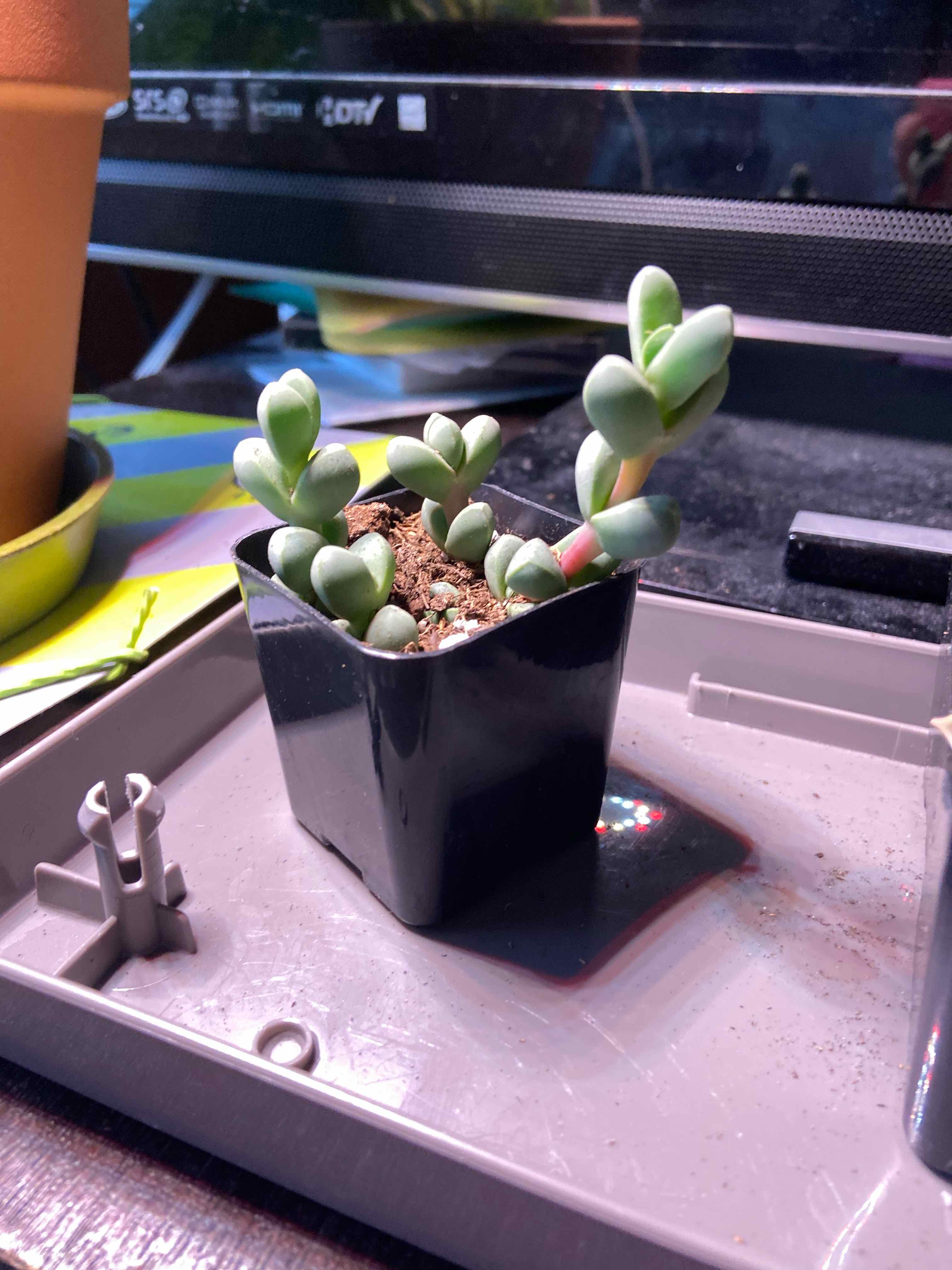 A small potted Astridia velutina succulent plant with thick, fleshy leaves in good health.