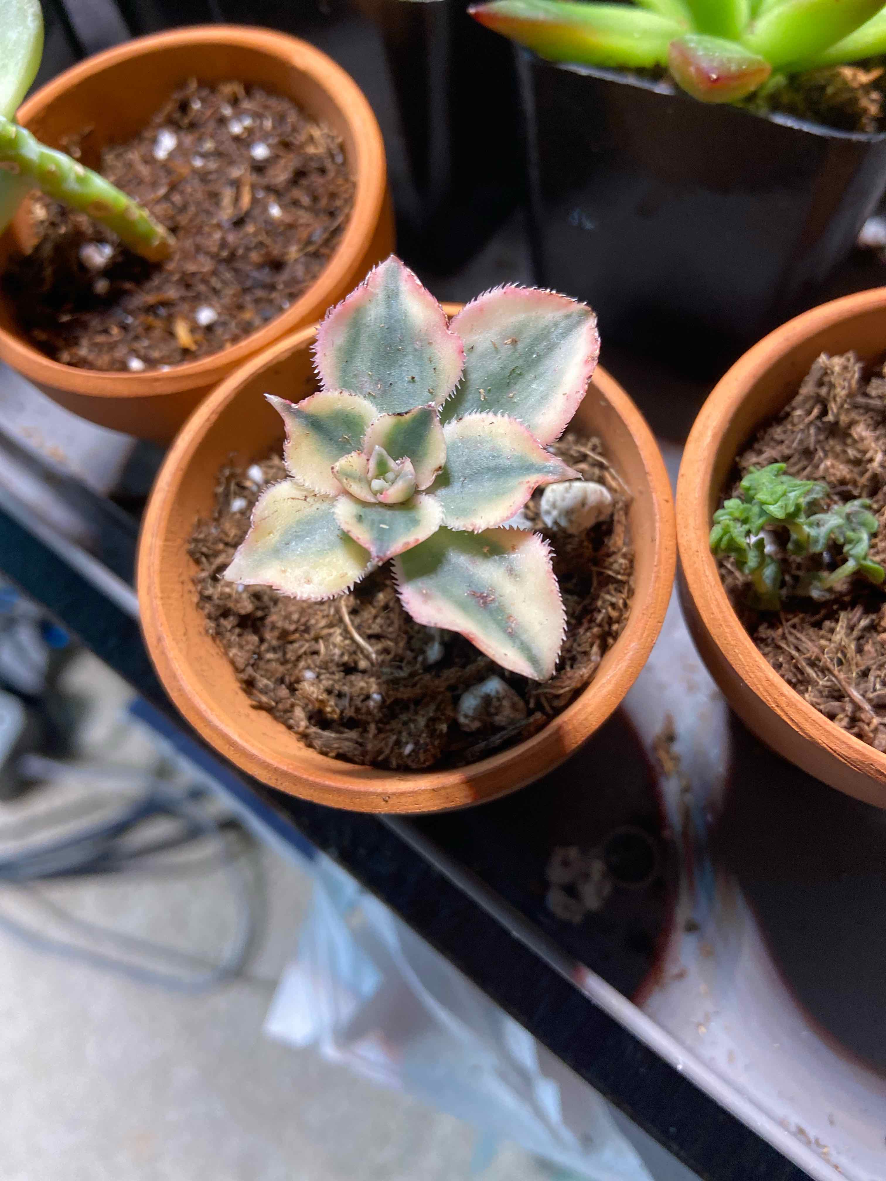 Potted Aeonium 'Sunburst' plant with visible soil, well-framed and in focus.