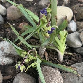 Photo of the plant species Ohio Spiderwort by @DearLovage named Sonora on Greg, the plant care app