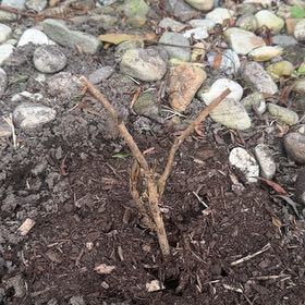 Photo of the plant species Hydrangea by @DearLovage named Morgan Treeman on Greg, the plant care app
