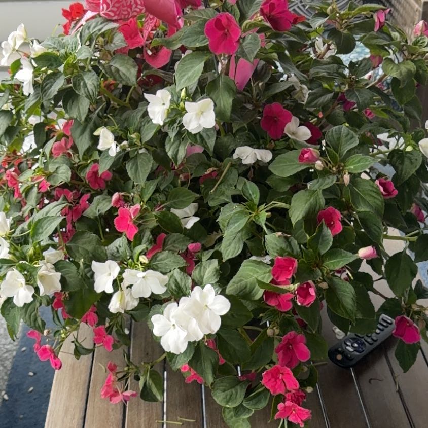 Photo of the plant species Impatiens by @DearLovage named Robert Plant on Greg, the plant care app