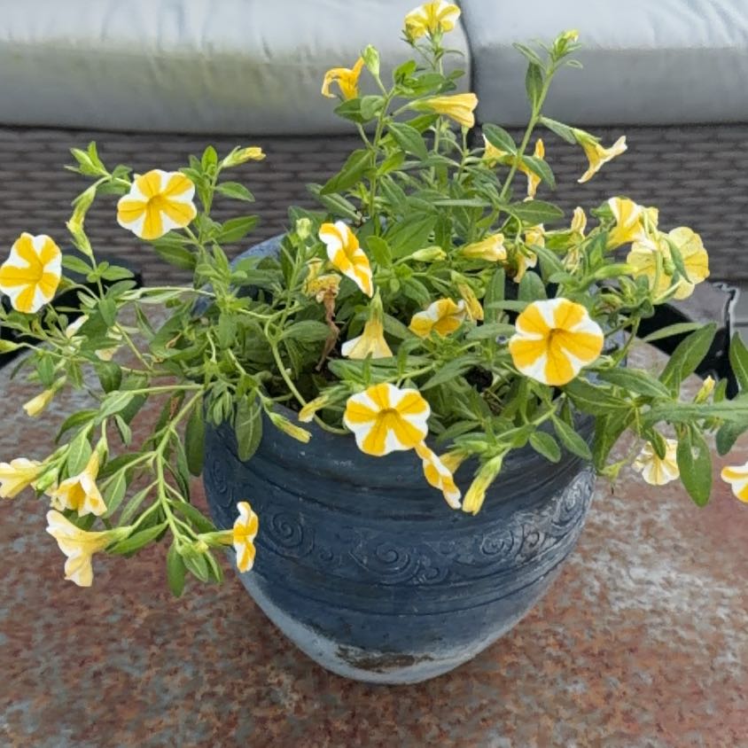 Photo of the plant species Calibrachoa 'Superbells Yellow' by @DearLovage named Rainier on Greg, the plant care app