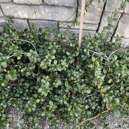 Photo of the plant species Box-Leaved Holly by Sizzlingchamisa named Your plant on Greg, the plant care app
