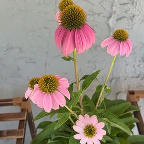 Photo of the plant species Purple Coneflower by @LordBluegiant named Bieber on Greg, the plant care app