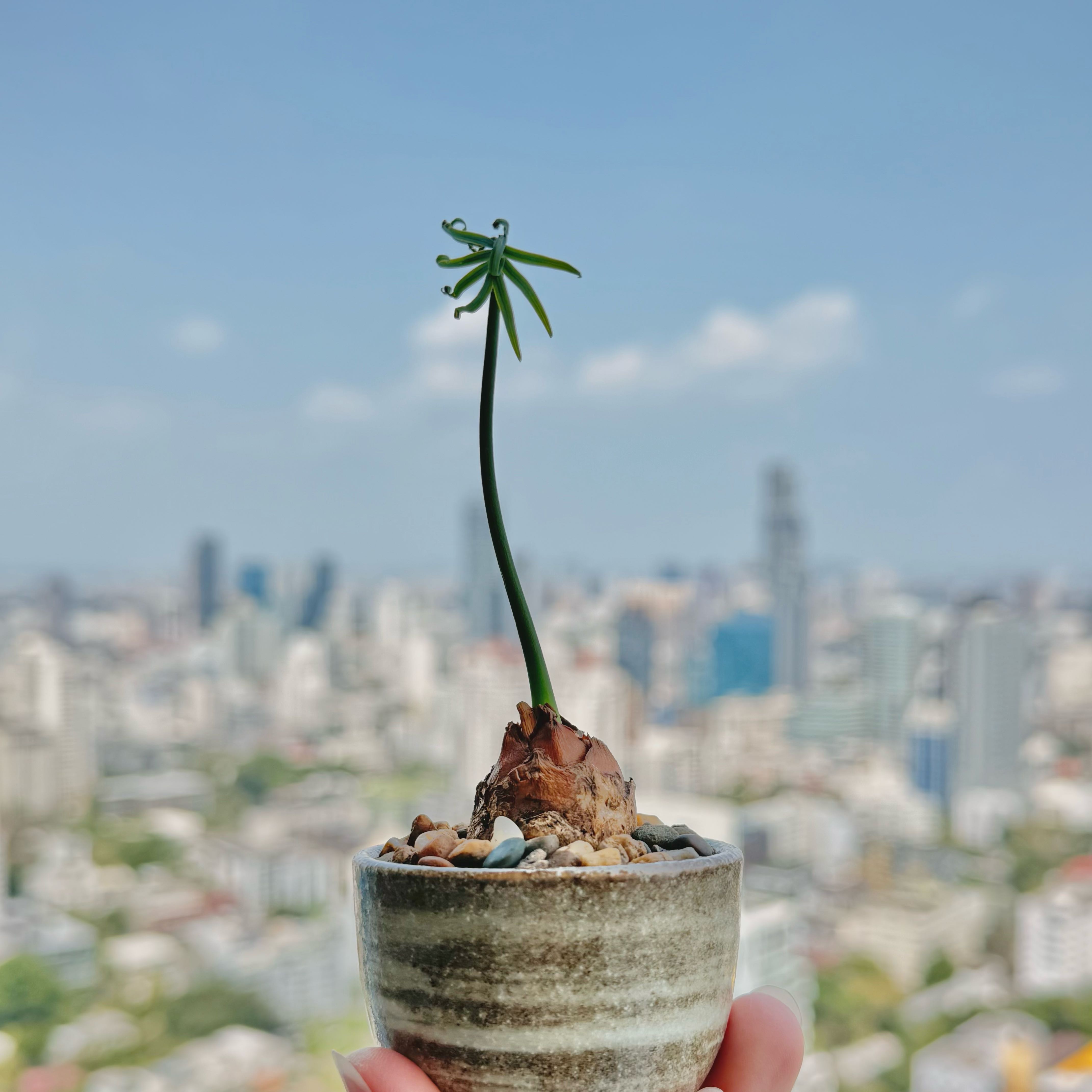 Photo of the plant species Siamese Cycad by @driedbo named Venellope on Greg, the plant care app