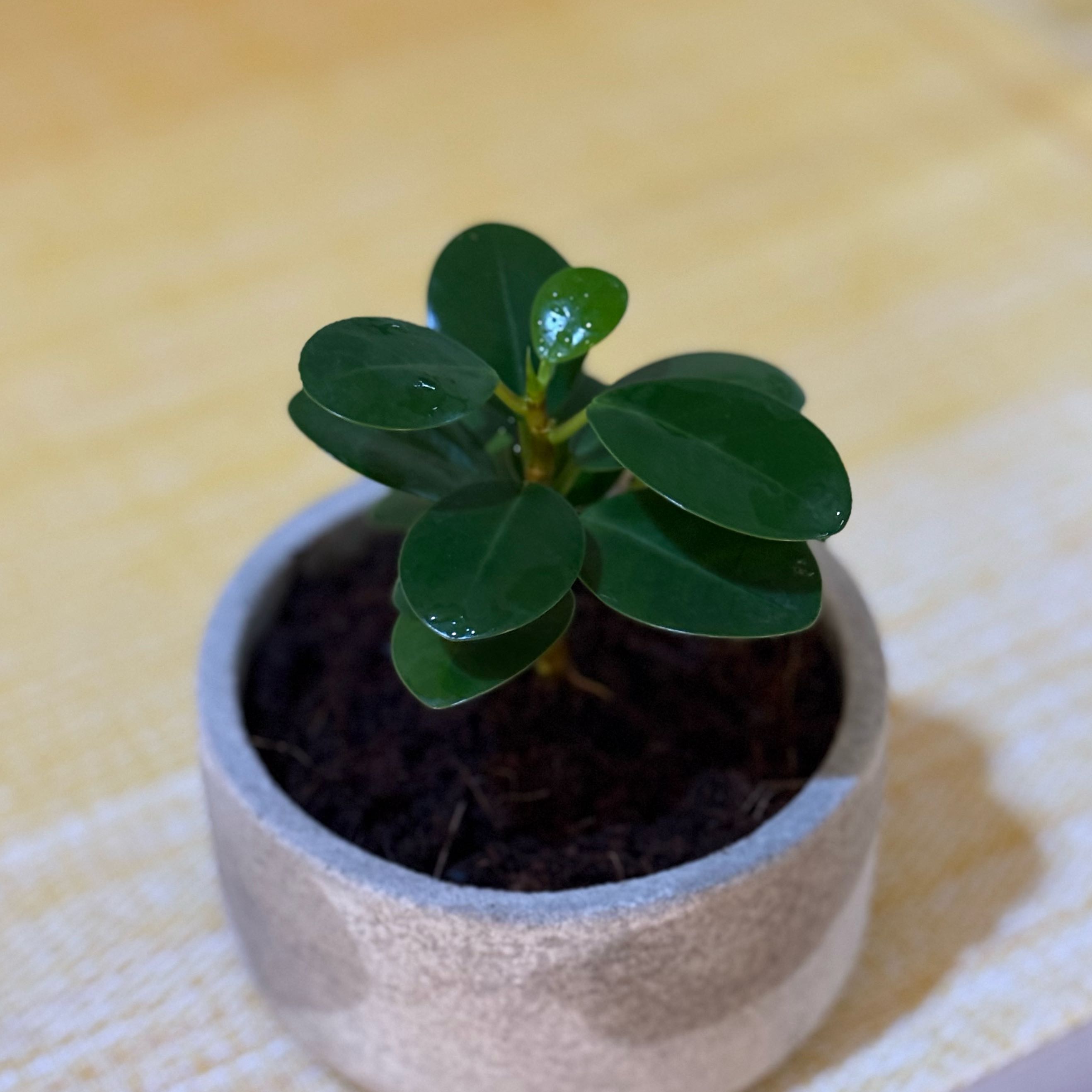 Photo of the plant species Ficus annulata by @driedbo named Willow on Greg, the plant care app