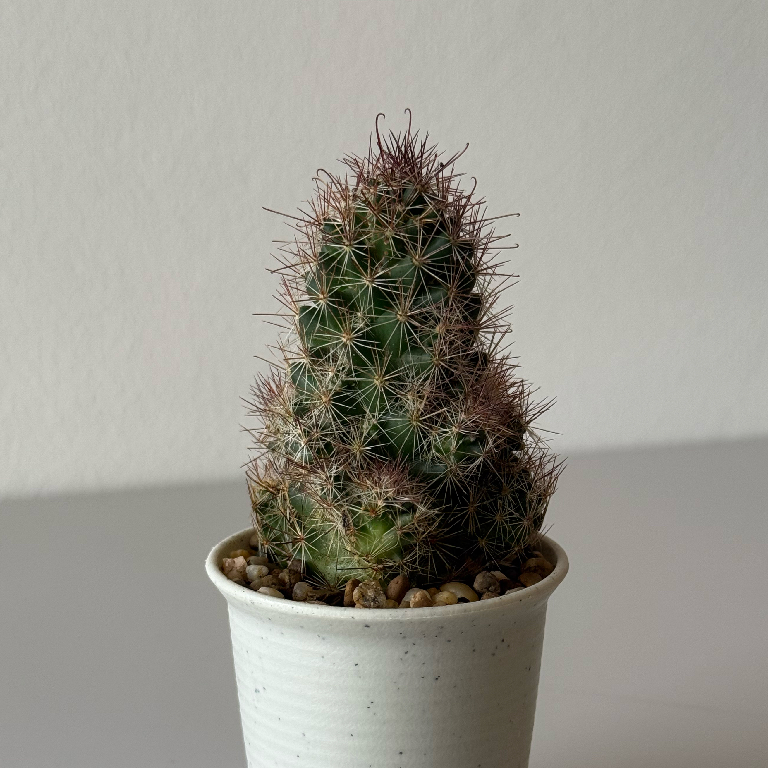 Photo of the plant species Mammillaria fraileana by @driedbo named Scarlett on Greg, the plant care app