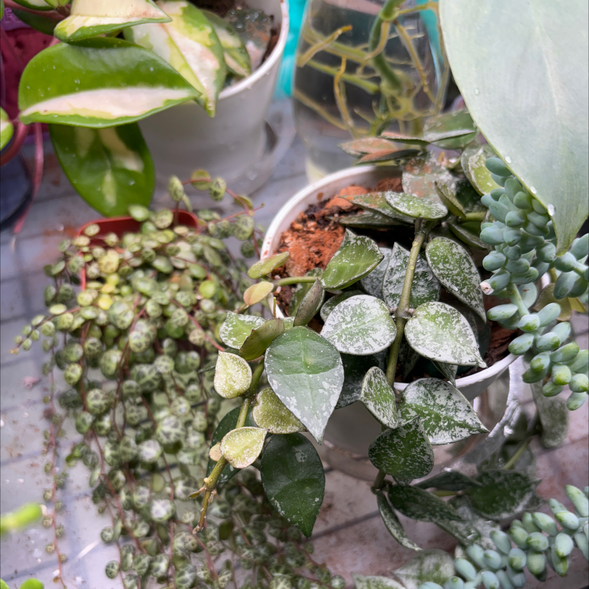 Super Silver Hoyaa Krohniana plant with silver-speckled leaves in a small pot, surrounded by other plants.