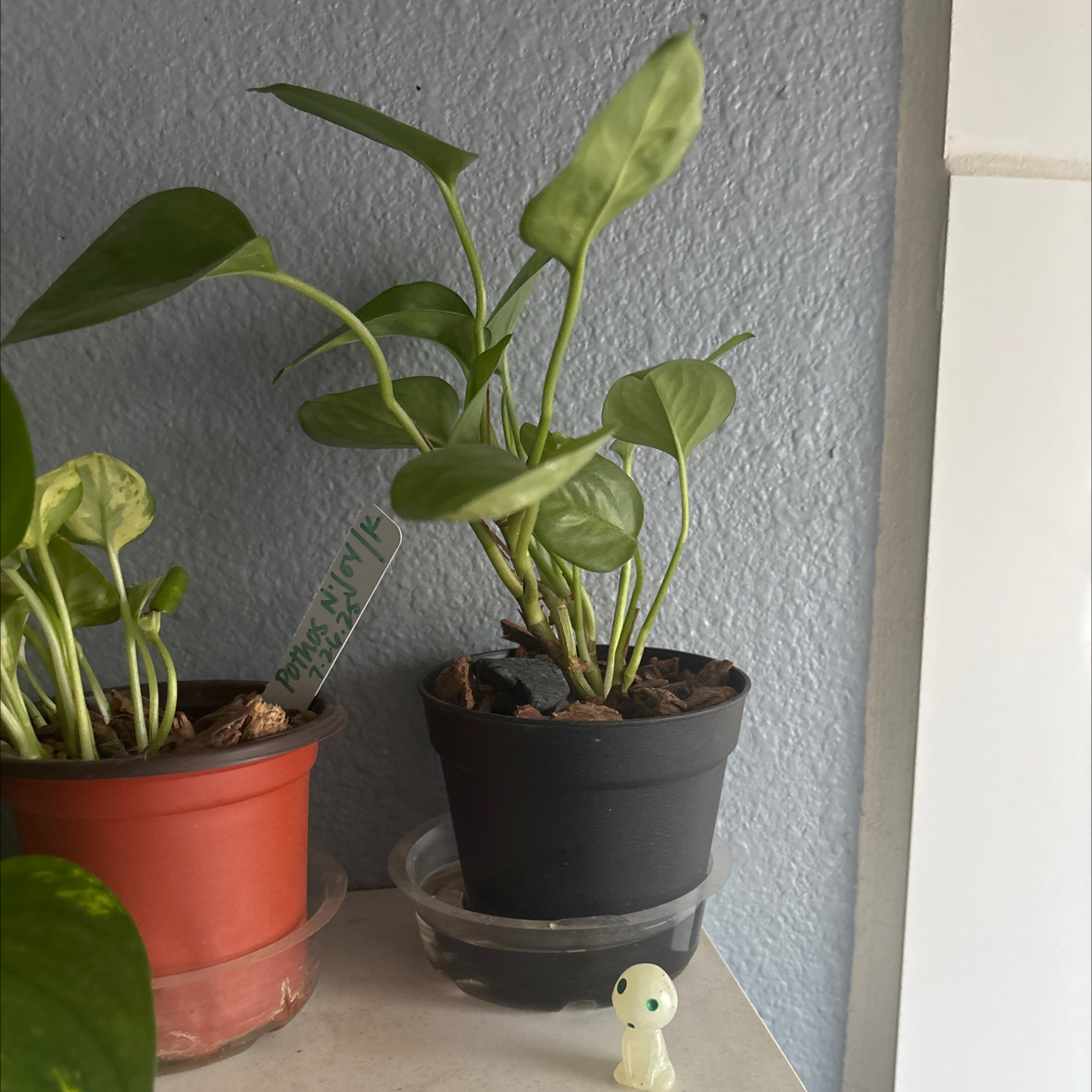 Verde