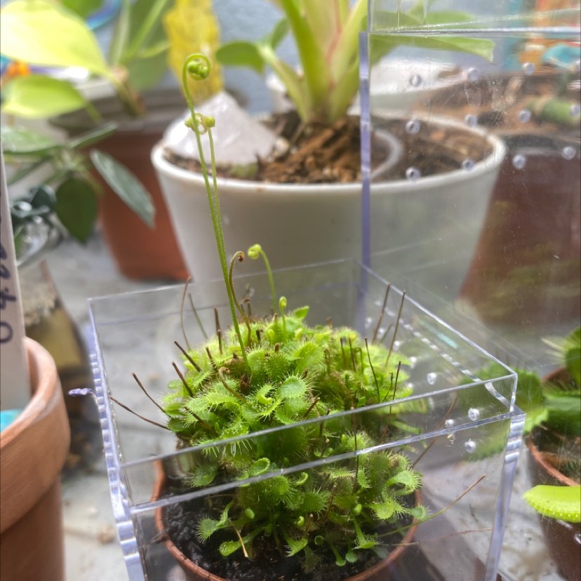 Round-Leaved Sundew plant in a pot inside a transparent container, with vibrant green leaves.