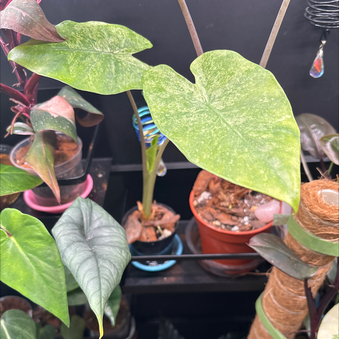 Photo of the plant species Alocasia 'Batik' by @RealSimpleMama named Mayhem on Greg, the plant care app