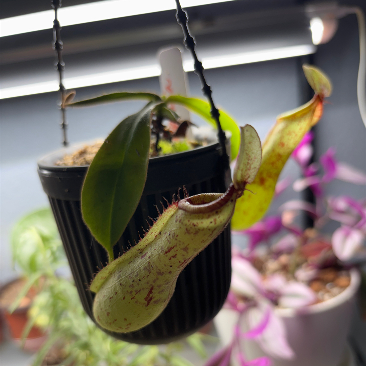 Photo of the plant species Nepenthes x dyeriana by @RealSimpleMama named Sahara on Greg, the plant care app