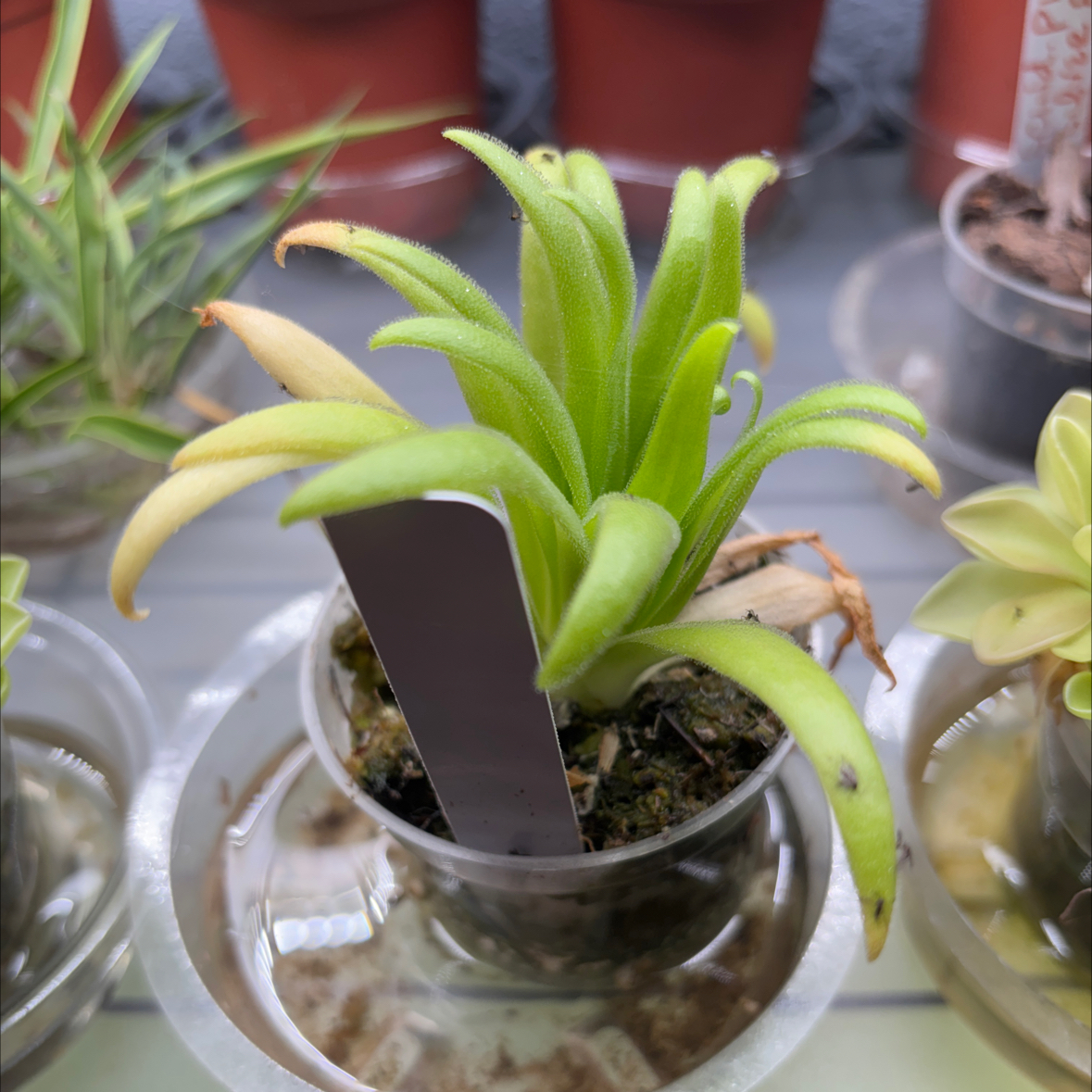 Photo of the plant species butterwort by @RealSimpleMama named Aphrodite on Greg, the plant care app