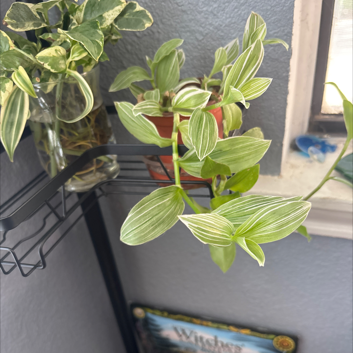 Photo of the plant species Tradescantia 'White Zebra' by @RealSimpleMama named Narcissa on Greg, the plant care app