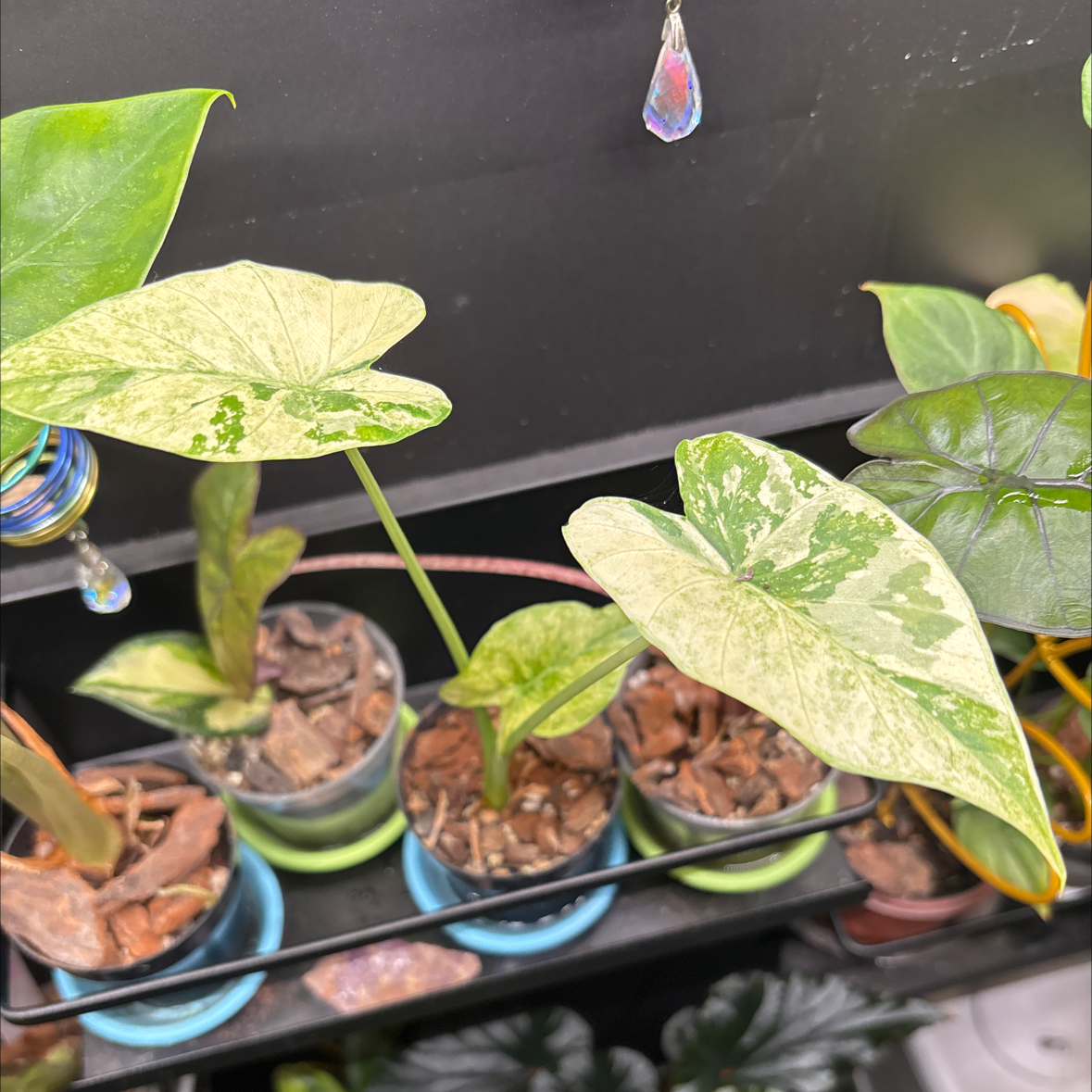 Photo of the plant species Alocasia Dawn by @RealSimpleMama named Artemis on Greg, the plant care app