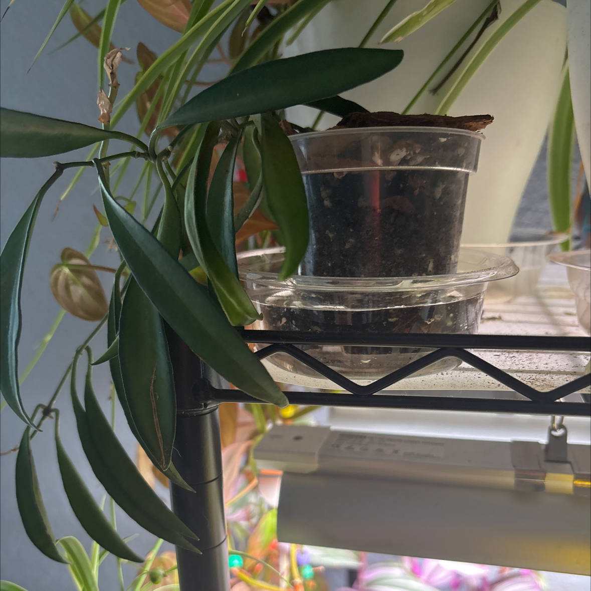 Photo of the plant species Hoya wayetti by @RealSimpleMama named Wayetti on Greg, the plant care app