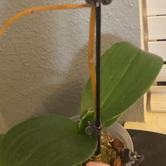 Phalaenopsis Orchid plant in San Antonio, Texas