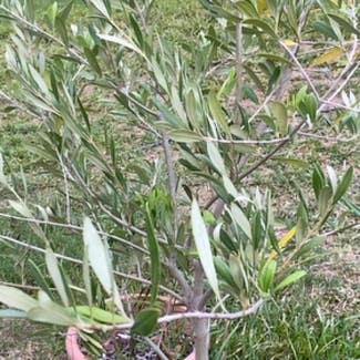 Olive Tree plant in San Antonio, Texas