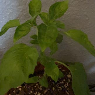 Sweet Basil plant in San Antonio, Texas