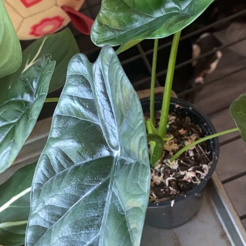 Jewel Alocasia plant in a small pot with healthy, glossy leaves.