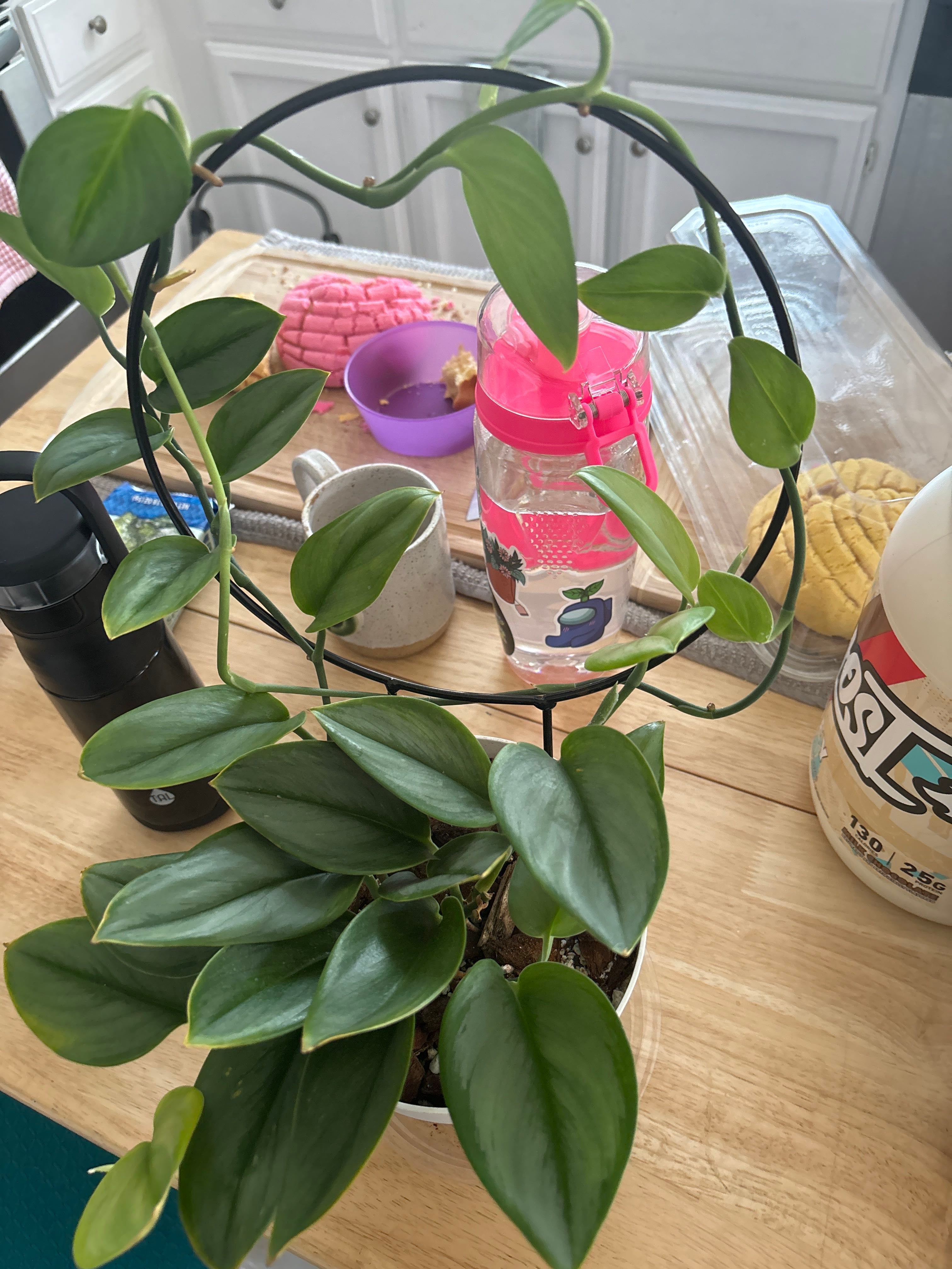 Tribeca and Malibu A plant by ManyLime on Greg