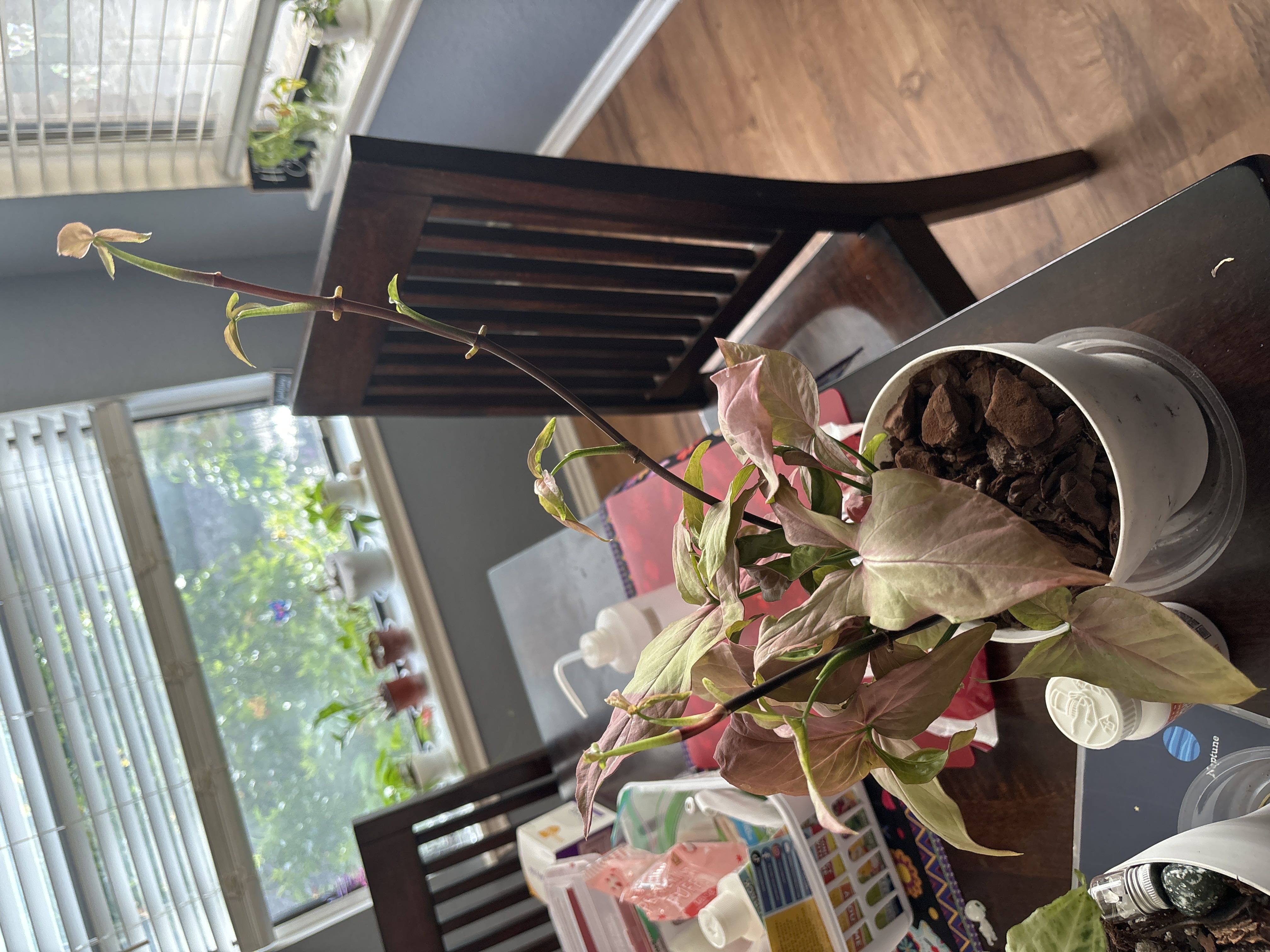 Photo from the post