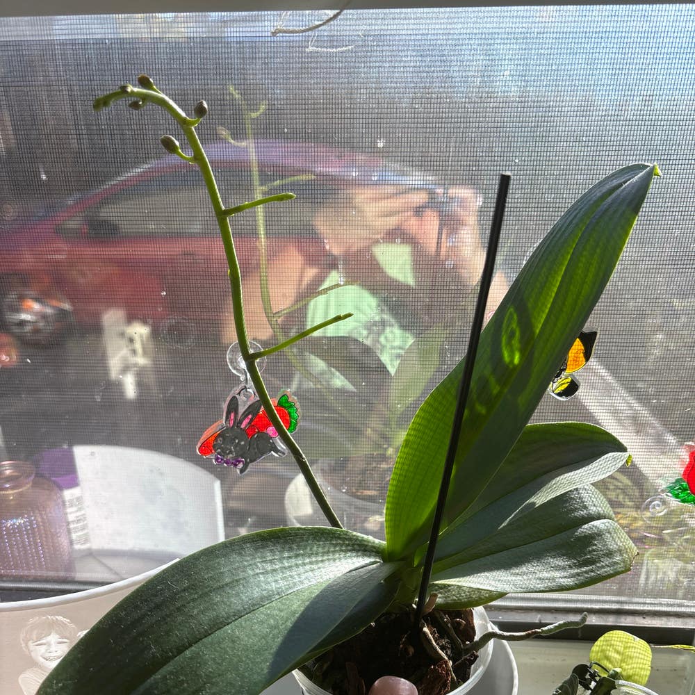 My second orchid. I thought I lost her to root rot. Replanted in