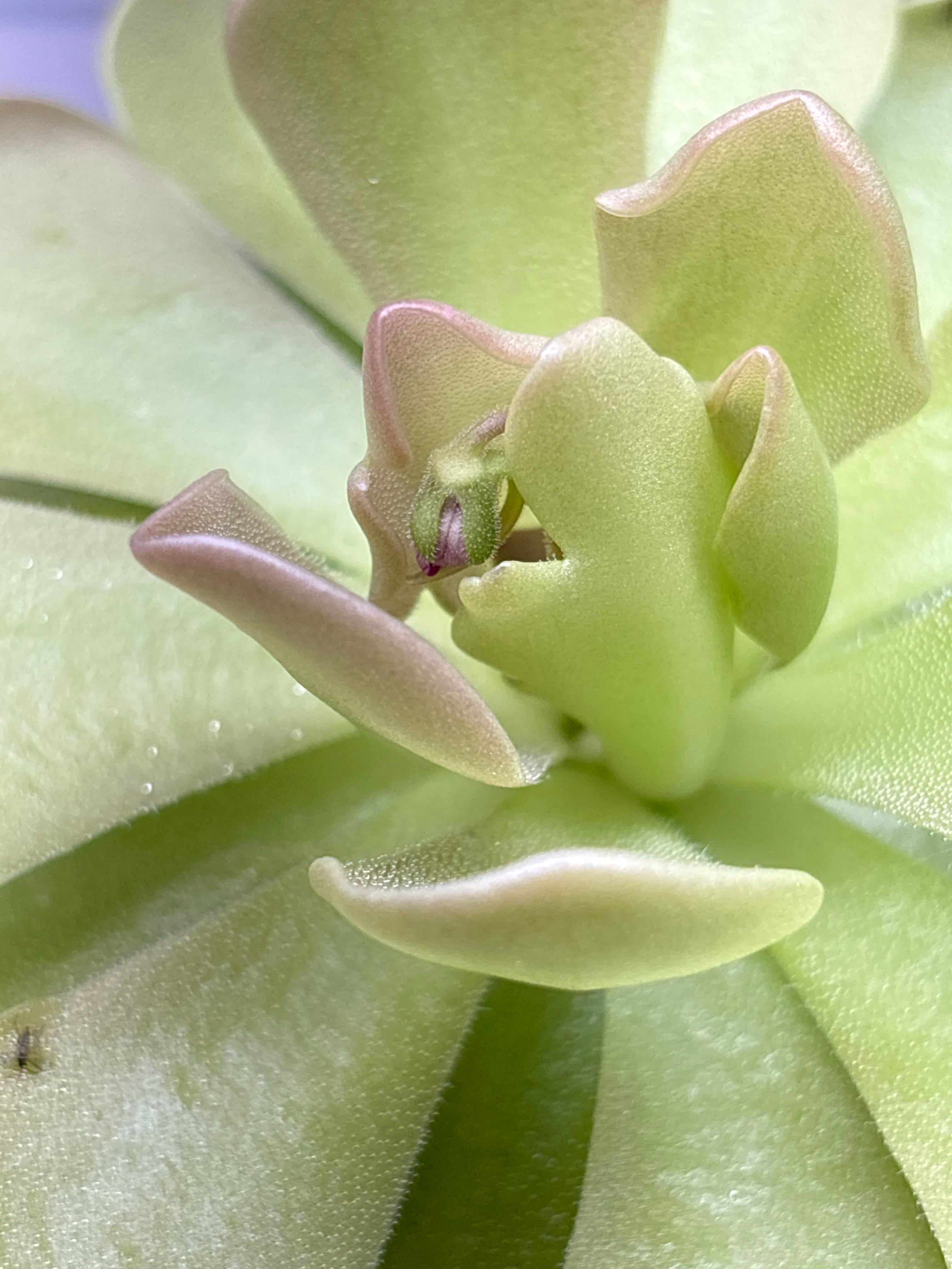 The Complete Common Butterwort Plant Care Guide Water, Light & Beyond